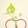 Shop Money Plant Grows on Heart Shaped Frame