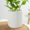 Gift Money Plant In A Sleek White Planter