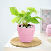 Money Plant In Concrete Heart Planter Online
