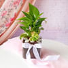 Gift Money Plant In Square Glass Vase