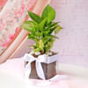 Money Plant In Square Glass Vase Online