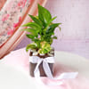 Gift Money Plant In Square Glass Vase