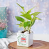 Buy Money Plant In White Ceramic Planter For Mom