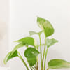 Gift Money Plant with Blush Girl Planter