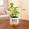 Gift Money Plant with Pot for Plant Mom