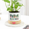 Buy Money Plant with Pot for Plant Mom