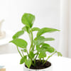 Shop Money Plant with Pot for Plant Mom