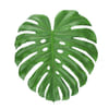 Monstera Leaf (Bunch of 10) Online