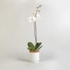 Moth Orchid