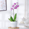 Buy Moth Orchid Plant With Planter And Plate