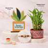 Shop Mother of Pearl Om Rakhi with Lucky Bamboo Plant