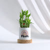 Buy Mother's Day 2-Layer Bamboo Plant With Pot