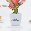 Gift Mother's Day Aglaonema Pink Beauty Plant