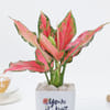 Buy Mother's Day Aglaonema Pink Beauty Plant