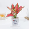 Shop Mother's Day Aglaonema Pink Beauty Plant