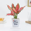 Mother's Day Aglaonema Pink Beauty Plant