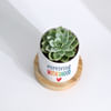 Buy Mother's Day - Echeveria Succulent With Planter