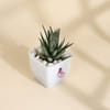 Gift Mother's Day Haworthia Plant With Ceramic Planter