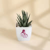 Mother's Day Haworthia Plant With Ceramic Planter Online