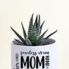 Buy Mother's Day Haworthia Succulent With Ceramic Planter