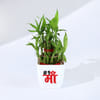Shop Mother's Day Lucky Bamboo Plant with Plastic Pot