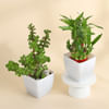 Mother's Day Lucky Jade and Bamboo Plant Combo Online