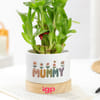 Gift Mummy's Lucky Bamboo Plant with Pot