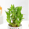 Buy Mummy's Lucky Bamboo Plant with Pot