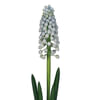Muscari Manon (Bunch of 10) Online