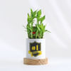 Shop No. 1 Boss - 2 Layer Bamboo Plant With Planter