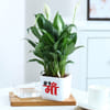 Gift No 1 Ma - Peacelily Plant With Self Watering Planter