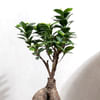 Buy Nurture with Love Ficus Bonsai Plant Medium Customized with logo