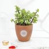 Buy Om And Blessings Rakhi Gift Combo
