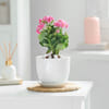 Gift Orange Kalanchoe Plant with Ceramic Pot