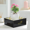 Buy Orange Kalanchoe Plant with Ceramic Pot