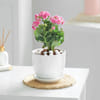 Orange Kalanchoe Plant with Ceramic Pot