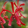 Orchid - Aranthera Anne Black (Bunch of 10) Online