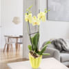 Orchid in lime pot with yellow blossoms Online
