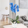 Orchid in white pot with blue blossoms Online