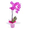 Orchid Plant Online