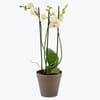 Orchid White 242641