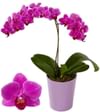 Orchid with One Branch Online