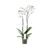 Orchidplant Online