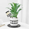Peace Lilly Plant In A Ceramic Planter For The Best Dad Online