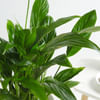 Shop Peace Lily In A Minimalist White Planter