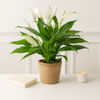 Peace Lily Plant Online