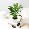 Gift Peace Lily Plant