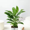 Buy Peace Lily Plant