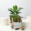 Shop Peace Lily Plant