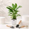 Peace Lily Plant